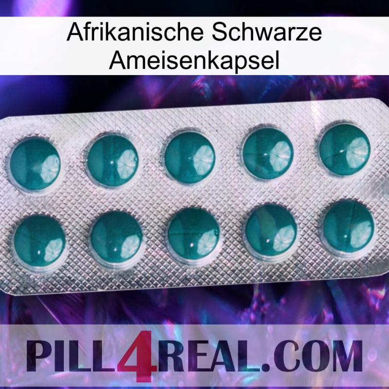 Africa Black Ant Capsule dapoxetine1